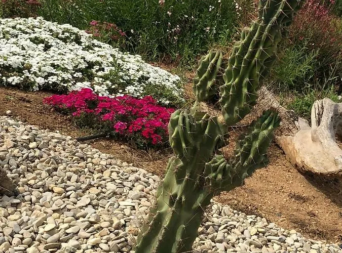 Les Saint Pierre 阿格德